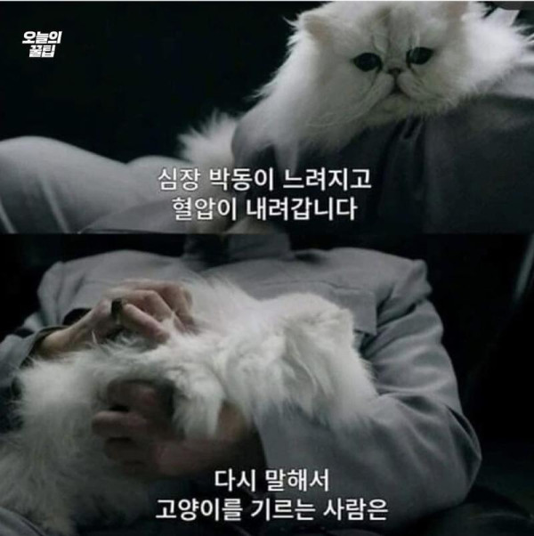 고양이를 쓰다듬으면 생기는 놀라운 효과